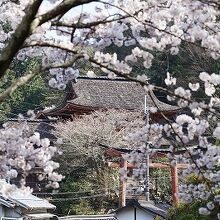 吉野水分神社の鳥居を桜越しに見る