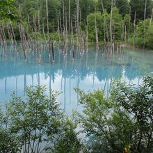 美瑛(白金) 青い池