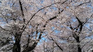 桜の季節、一度は行きたい