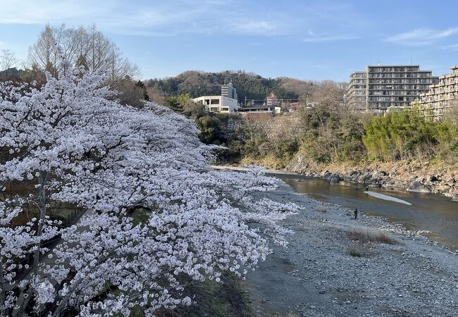 川沿いの桜並木