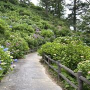 満開の紫陽花の季節は素晴らしいでしょう