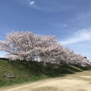満開となった桜を楽しめる素敵な場所