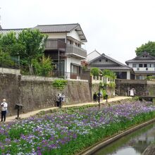 花しょうぶは北側に多く植えられています