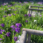 蟹江町の花   花菖蒲