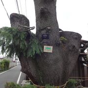 台風の被害を受け、その後、枝はかなり切り落とされたそうです。