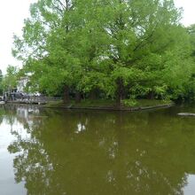 大宮公園横の神社の傍にも池があり、心が休まる環境です。