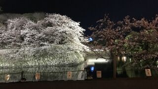 夜桜を見に行きました