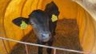 子牛がカワイイ　山川牧場でランチ