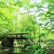 大沼湖　散策コースあり