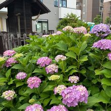 神明神社の紫陽花