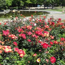 花壇に咲くバラ～