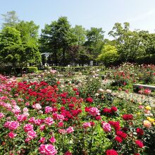 花壇に咲くバラ～