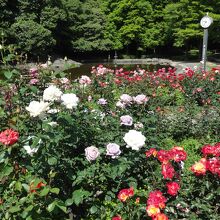 花壇に咲くバラ～