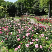 花壇に咲くバラ～