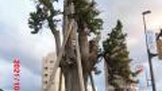 樹齢400年以上で、金沢市内で最大級の巨樹