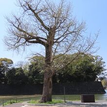 ４月上旬なのでまだ葉が出ていません