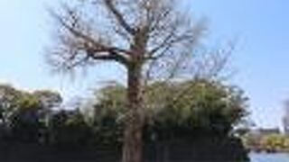 関東大震災で生き残ったいちょうの木