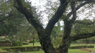 緑や自然が多い公園