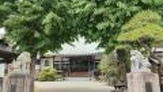 イチョウの木が迫力あり