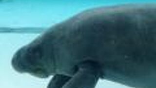 「オキちゃんショー」、「ウミガメ館」と並ぶ海洋博公園の3大無料スポットです