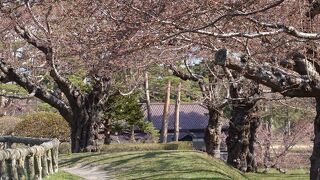 桜の花もチラホラと