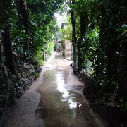 雨の中をびしょびしょになりながら、備瀬埼まで歩きました