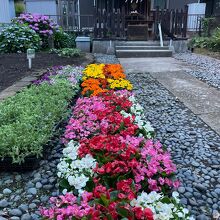 花壇のお花の準備