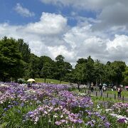 広大な都立公園