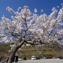 駐車場の桜の木