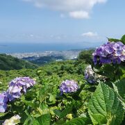 あじさいとドライブ