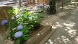 紫色に染まった紫陽花が綺麗でした