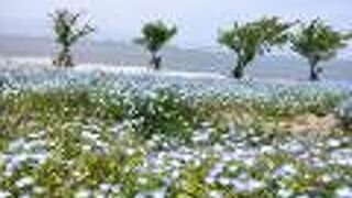 ネモフィラを見に行きました