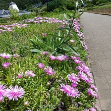 色々な種類のお花が咲いています。