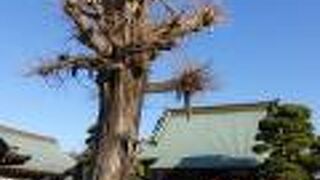 イチョウの大木が印象的でした