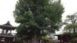 飛騨国分寺の境内にあります。