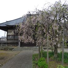 本堂前のしだれ桜が満開。