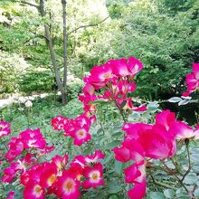 静かに散策できました