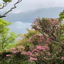 ミヤマキリシマと霧の大浪池