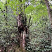 仁王様のような雄々しい姿・・