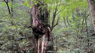 仁王様のような雄々しい姿・・