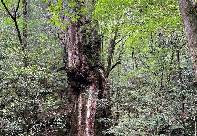 仁王様のような雄々しい姿・・