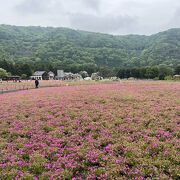 直行バスは、入場前売り券も買った方がいい