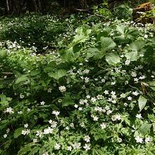 ニリンソウの群生地