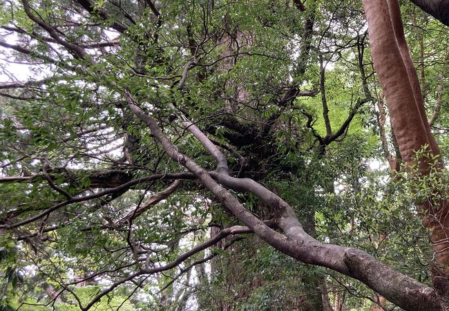 樹齢3000年の巨樹