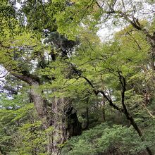 上の展望台から