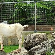 巨大なシーサーがある広場