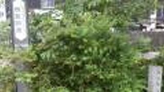 京都は四条河原町通から新京極通に入り徒歩5分の東西に通じる通り