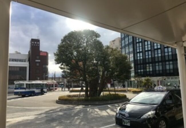 成田駅前の大木