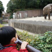 自由なカンガルー