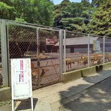 鹿島神宮鹿園